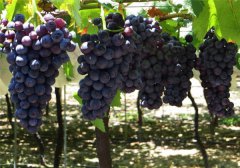 土壤墑情監(jiān)測(cè)站為葡萄種植實(shí)現(xiàn)灌溉