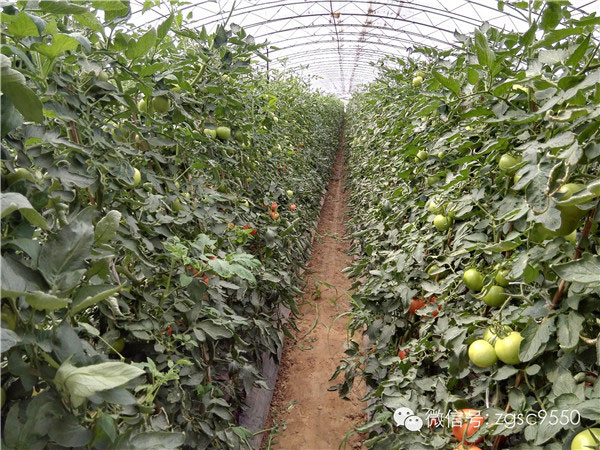 土壤水分速測儀可以解決冬旱的煩惱 土壤水分速測儀可以解決冬旱的煩惱