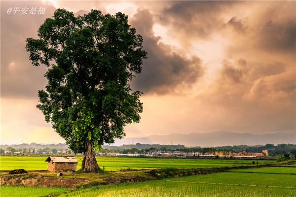 土壤水分速測儀主要有哪些優(yōu)點? 土壤水分速測儀主要有哪些優(yōu)點?