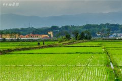 土壤水分速測儀調節土壤水分的方法?