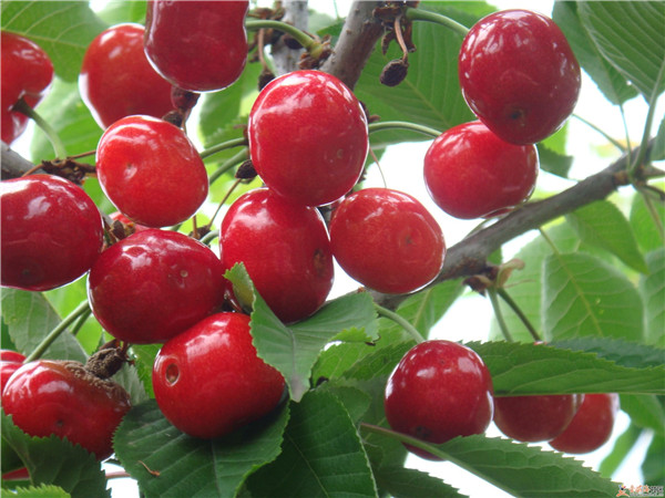 土壤養分速測儀是怎么測定土壤養分的? 土壤養分速測儀是怎么測定土壤養分的?