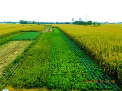 使用土壤墑情速測儀有哪些好處?