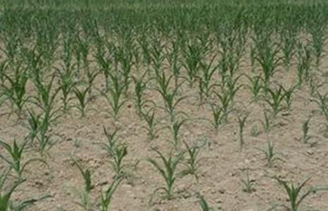 植物生長干涸的環境