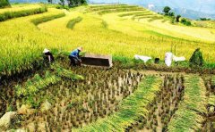 管式土壤墑情監測儀提升糧食作物的達標率