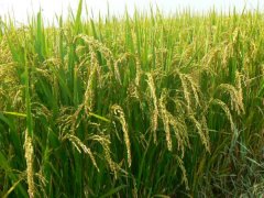 土壤墑情監測系統是如何運行的？