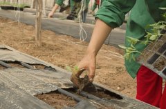 土壤墑情的監(jiān)測方法哪種好？