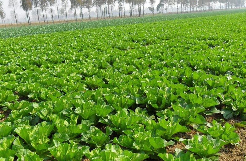 土壤墑情監測需要怎么取樣？