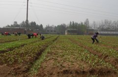 土壤含水量是如何計算的？