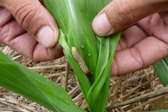 河南大部土壤墑情適宜 秋糧長勢(shì)總體良好