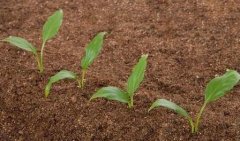 物聯(lián)網(wǎng)技術(shù)在土壤墑情監(jiān)測系統(tǒng)中的應用