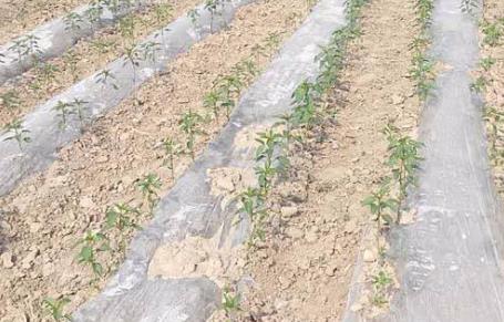 基于無線網(wǎng)絡(luò)的遠程墑情監(jiān)測系統(tǒng)介紹