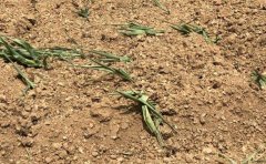 土壤墑情監測工作要點